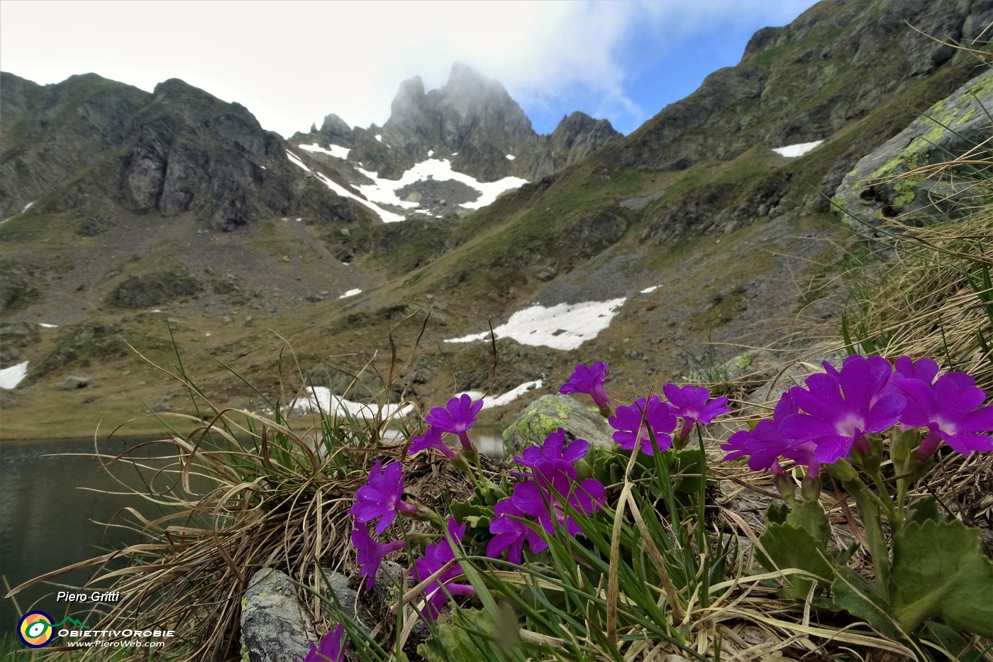 57  Primula irsuta (Primula hirsuta) con vista in Valletto.JPG